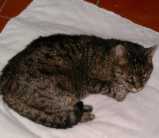 2001. Henry, my 19 year old tomcat. He passed the way on 27th of May 2001